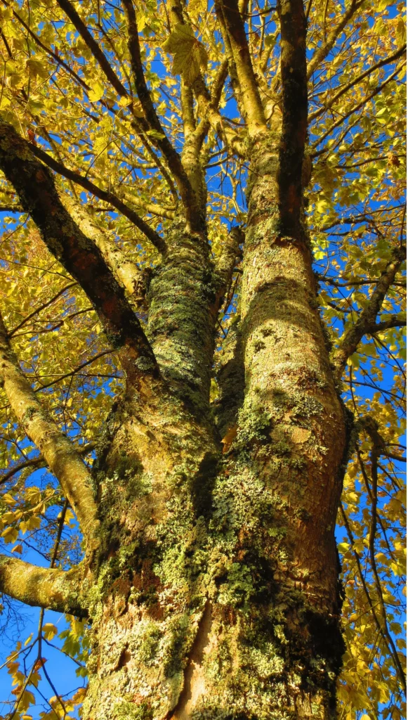 Illustration de la croissance et de l'épanouissement personnel chez votre psychologue à Aubenas.